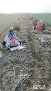 高度30厘米紫穗槐