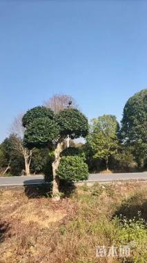 30公分造型杨梅