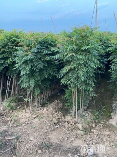高度100厘米栾树小苗