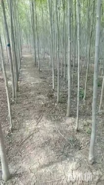 6公分丝棉木