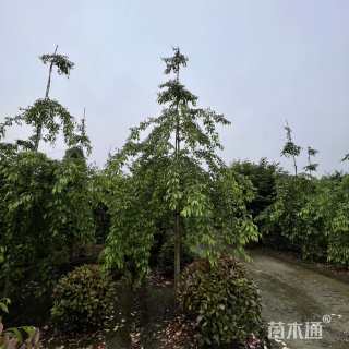8公分垂枝樱花