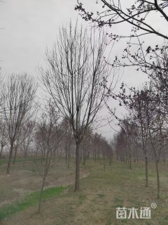 18公分白蜡