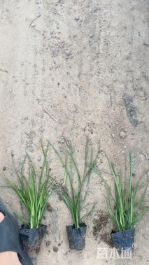 高度30厘米兰花三七草