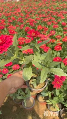 高度15厘米百日草