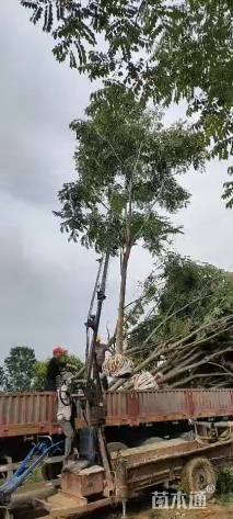 12公分栾树