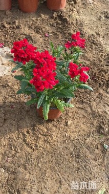 高度20厘米美女樱