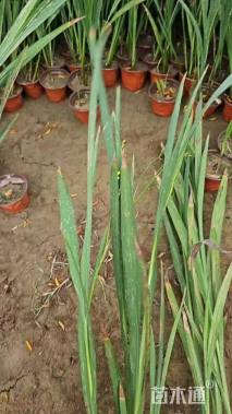 高度40厘米火星花