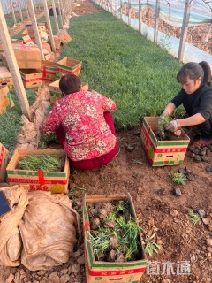 高度20厘米常夏石竹