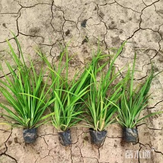 高度45厘米崂峪苔草