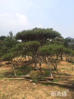 150厘米造型油松