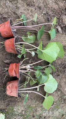 高度35厘米大吴风草