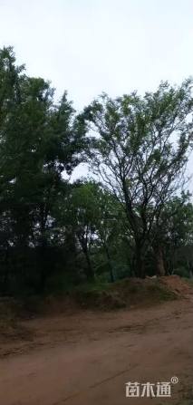 30公分朴树