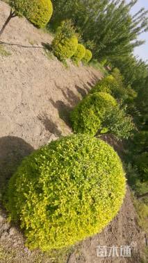 高度80厘米亮晶女贞小苗