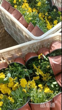 高度10厘米角堇
