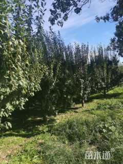 高度500厘米李子树