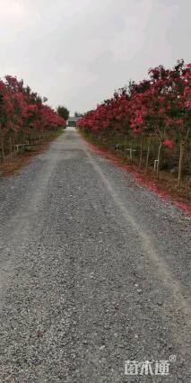 3公分红火箭紫薇