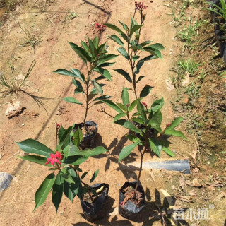 高度20厘米希茉莉