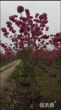6公分紫花风铃木
