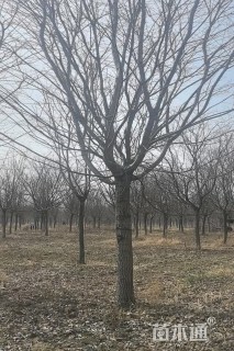 16公分流苏树