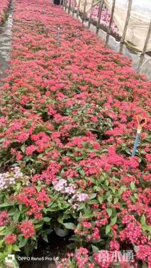 高度30厘米五星花