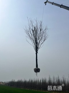 15公分刺槐