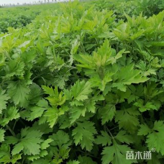 高度25厘米艾草