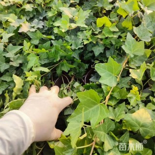 28厘米常春藤