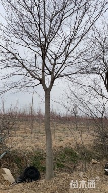 10公分朴树