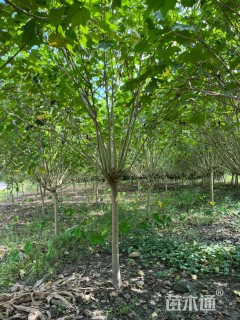 高度300厘米木芙蓉