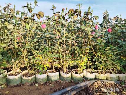 高度65厘米大花月季