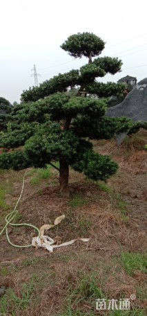 移栽苗造型罗汉松