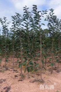 高度250厘米樱花小苗