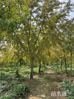 13公分嫁接银杏