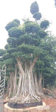 容器苗造型小叶榕