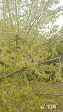 15公分金叶复叶槭