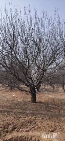 35公分八棱海棠