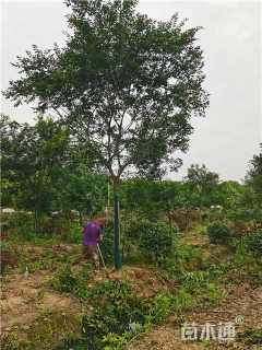 15公分朴树