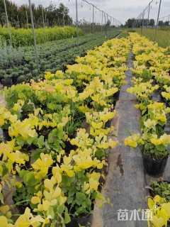 高度100厘米紫荆