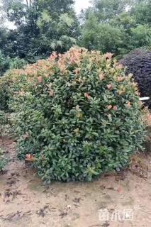 冠幅300厘米红叶石楠球