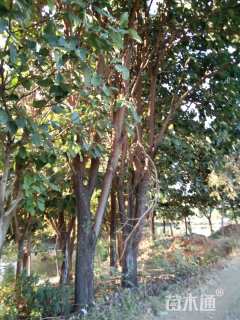 60公分朴树
