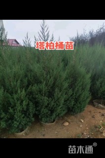 高度180厘米塔柏