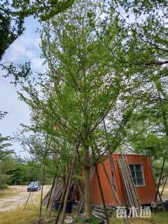 15公分小叶榄仁