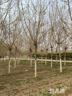 12公分金叶复叶槭