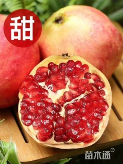 高度80厘米突尼斯软籽石榴