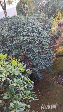 冠幅120厘米海桐球