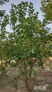 高度200厘米丛生黄栌