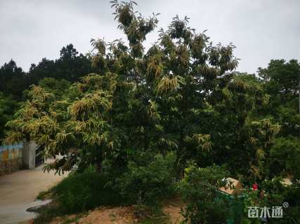 高度800厘米板栗