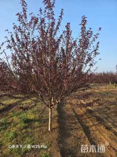 10公分红叶碧桃