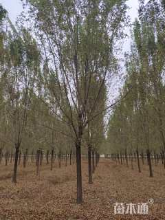 20公分白蜡