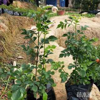 主蔓长20厘米凌霄